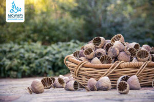 الأعراض الانسحابية للافيون